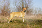 shorthaired Collie