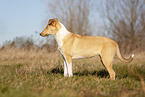 shorthaired Collie