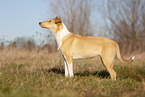 shorthaired Collie