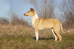 shorthaired Collie