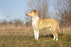 shorthaired Collie