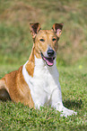 shorthaired Collie