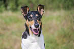 shorthaired Collie