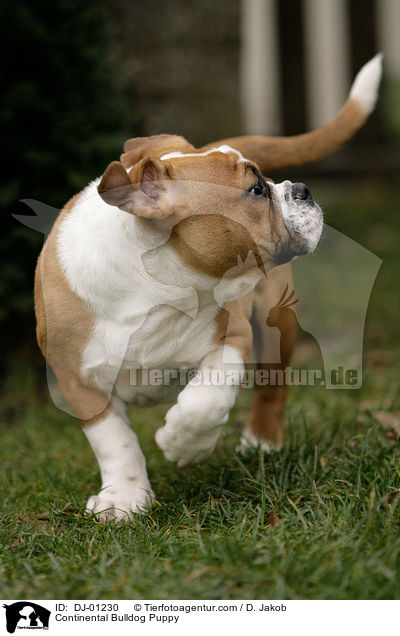 Continental Bulldog Welpe / Continental Bulldog Puppy / DJ-01230