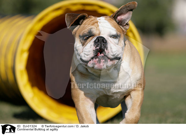 Continental Bulldog beim Agility / Continental Bulldog at agility / DJ-01324