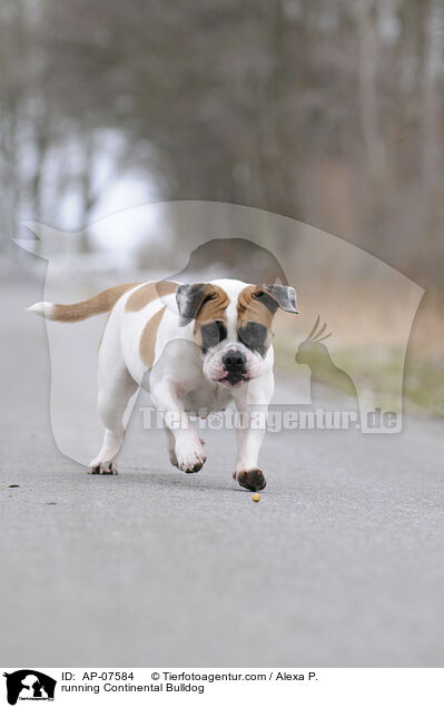 running Continental Bulldog / AP-07584