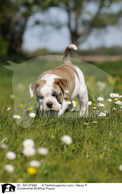 Continental Bulldog Puppy / AP-07986