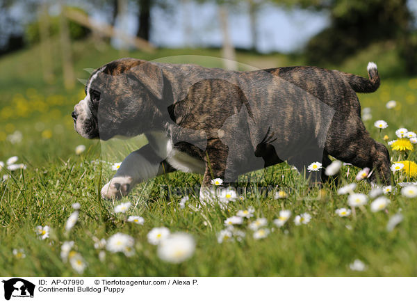 Continental Bulldog Puppy / AP-07990