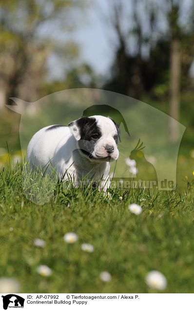 Continental Bulldog Puppy / AP-07992