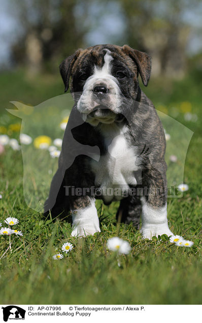 Continental Bulldog Puppy / AP-07996