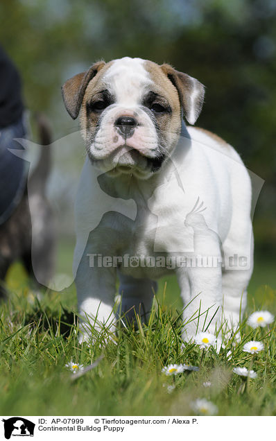 Continental Bulldog Puppy / AP-07999