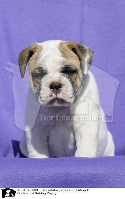 Continental Bulldog Puppy / AP-08003