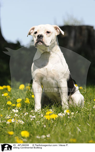 sitting Continental Bulldog / AP-08008