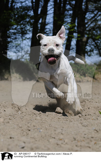 running Continental Bulldog / AP-08017