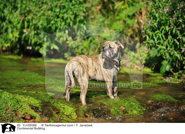 Continental Bulldog / YJ-05088