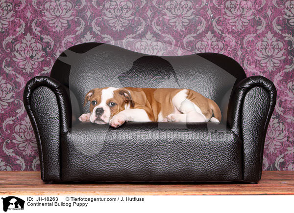 Continental Bulldog Puppy / JH-18263