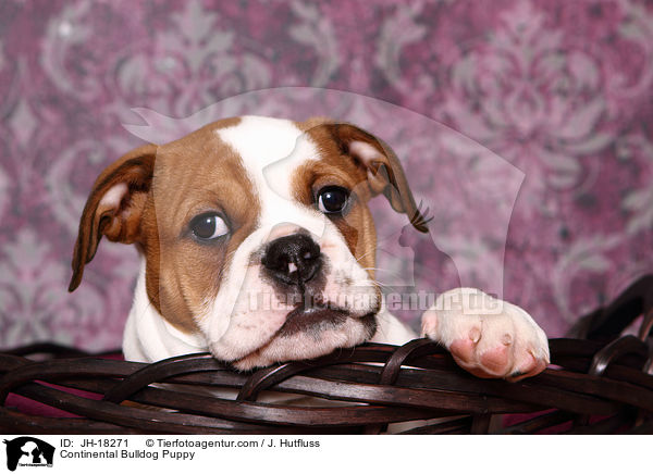 Continental Bulldog Puppy / JH-18271