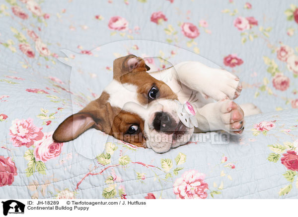 Continental Bulldog Welpe / Continental Bulldog Puppy / JH-18289