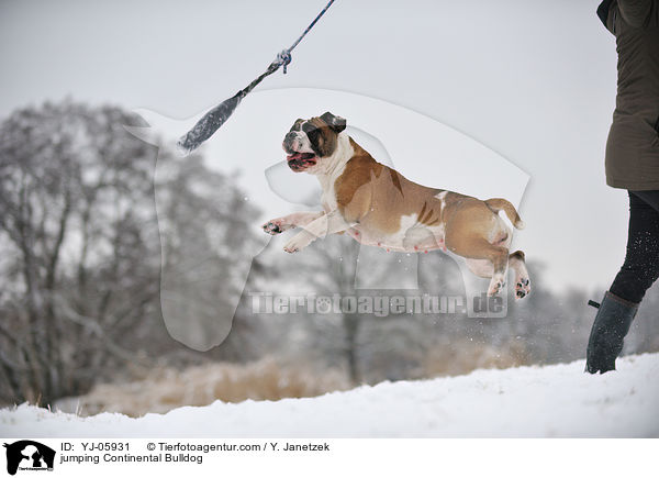 jumping Continental Bulldog / YJ-05931