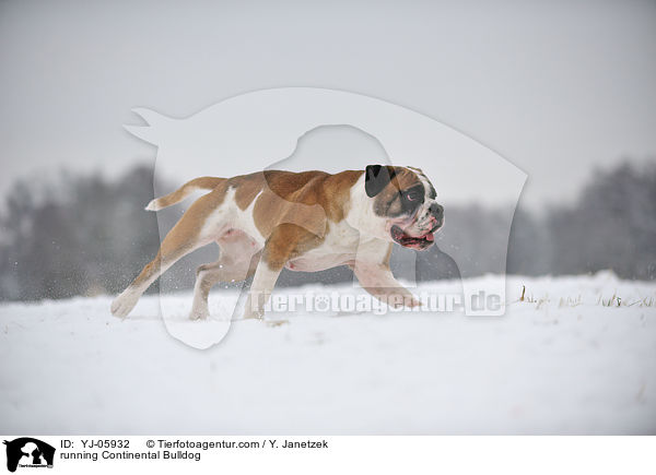 running Continental Bulldog / YJ-05932