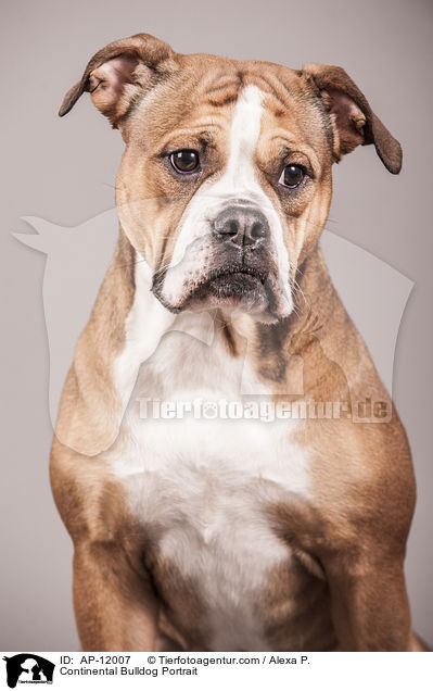 Continental Bulldog Portrait / AP-12007
