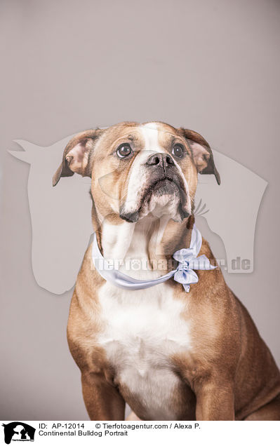 Continental Bulldog Portrait / AP-12014