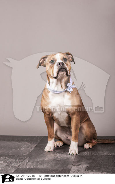 sitting Continental Bulldog / AP-12016