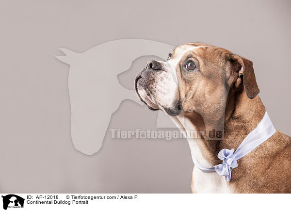 Continental Bulldog Portrait / AP-12018