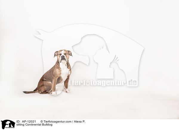 sitting Continental Bulldog / AP-12021