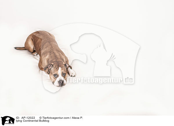 lying Continental Bulldog / AP-12022