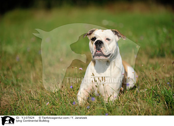 lying Continental Bulldog / YJ-07824