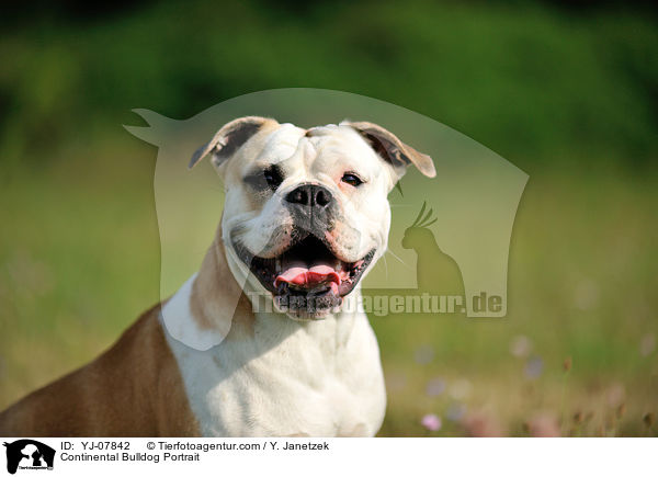 Continental Bulldog Portrait / YJ-07842