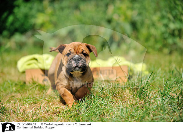 Continental Bulldog Puppy / YJ-08469