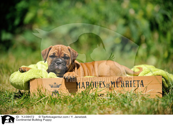 Continental Bulldog Puppy / YJ-08472