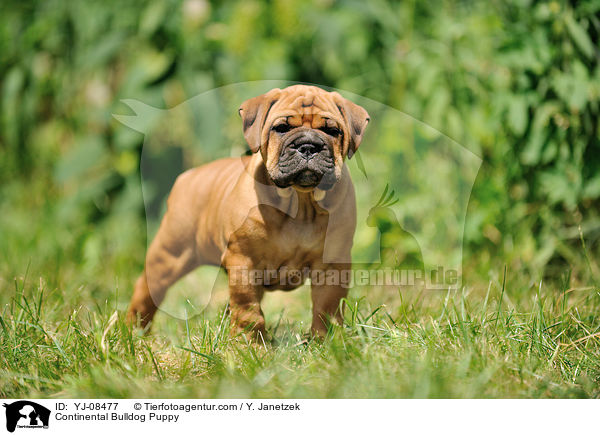 Continental Bulldog Puppy / YJ-08477