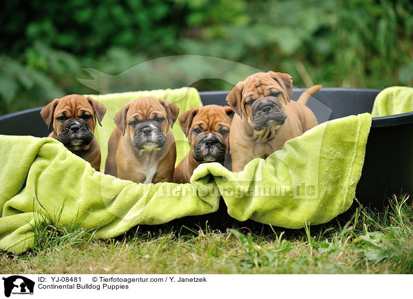 Continental Bulldog Puppies / YJ-08481