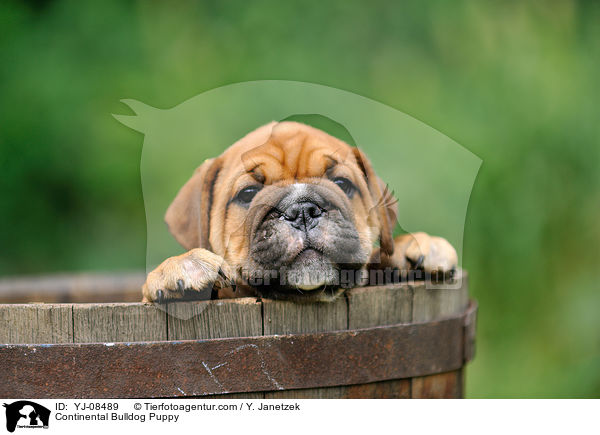 Continental Bulldog Puppy / YJ-08489