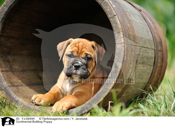 Continental Bulldog Puppy / YJ-08494