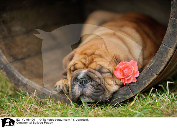 Continental Bulldog Puppy / YJ-08496