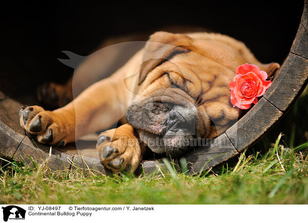 Continental Bulldog Welpe / Continental Bulldog Puppy / YJ-08497