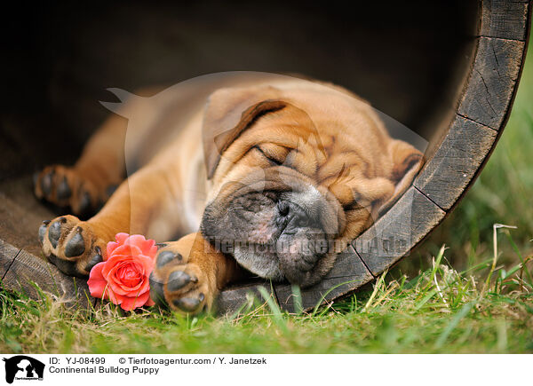 Continental Bulldog Welpe / Continental Bulldog Puppy / YJ-08499