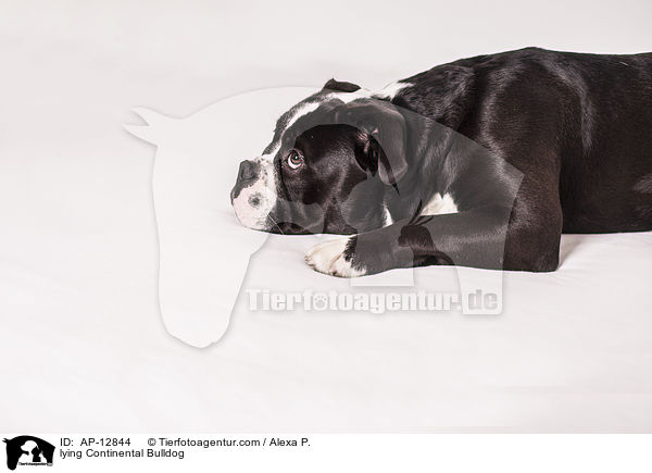 lying Continental Bulldog / AP-12844