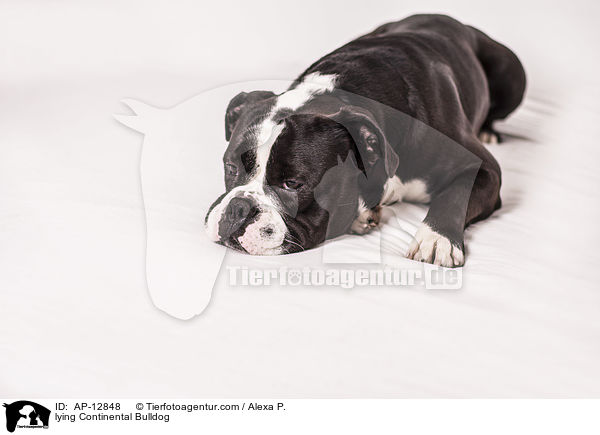 lying Continental Bulldog / AP-12848