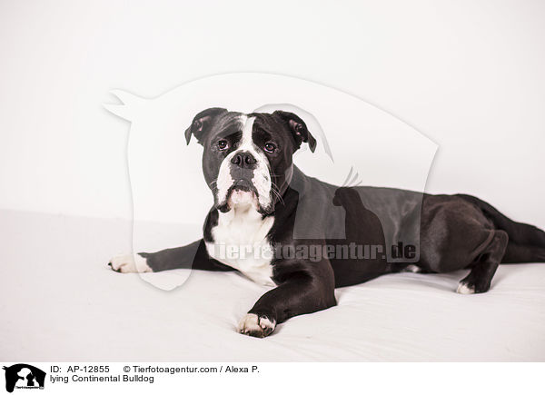 lying Continental Bulldog / AP-12855