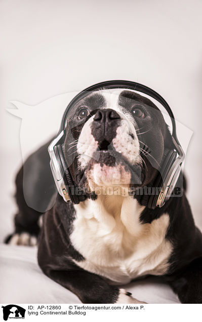 liegender Continental Bulldog / lying Continental Bulldog / AP-12860