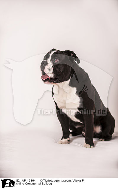 sitting Continental Bulldog / AP-12864