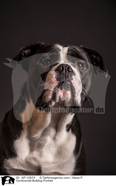 Continental Bulldog Portrait / AP-12874