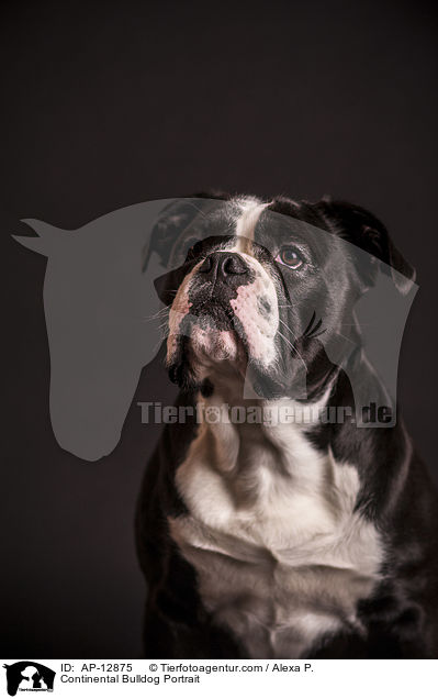 Continental Bulldog Portrait / AP-12875