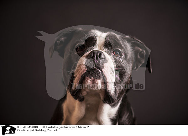 Continental Bulldog Portrait / AP-12880