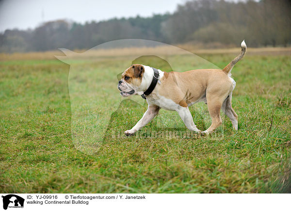 walking Continental Bulldog / YJ-09916